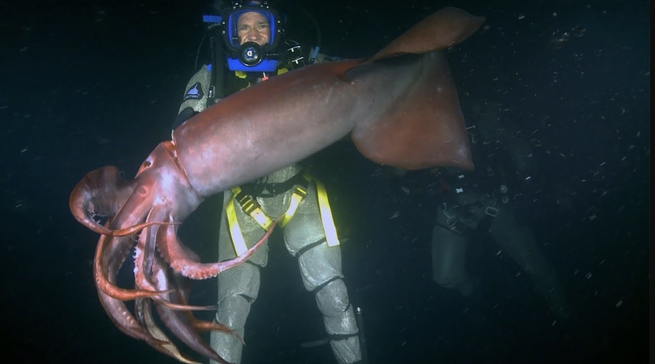 humboldt squid attack - Thic